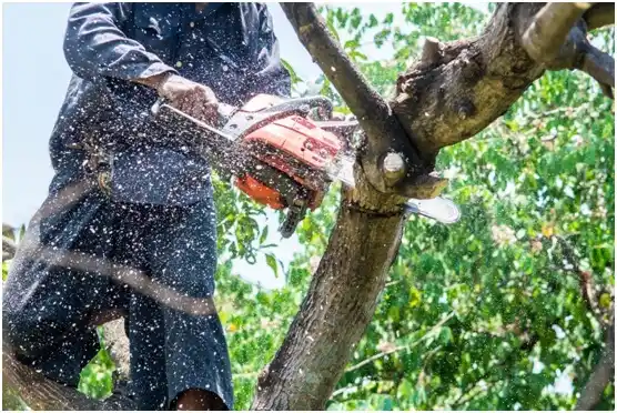 tree services Kulpmont